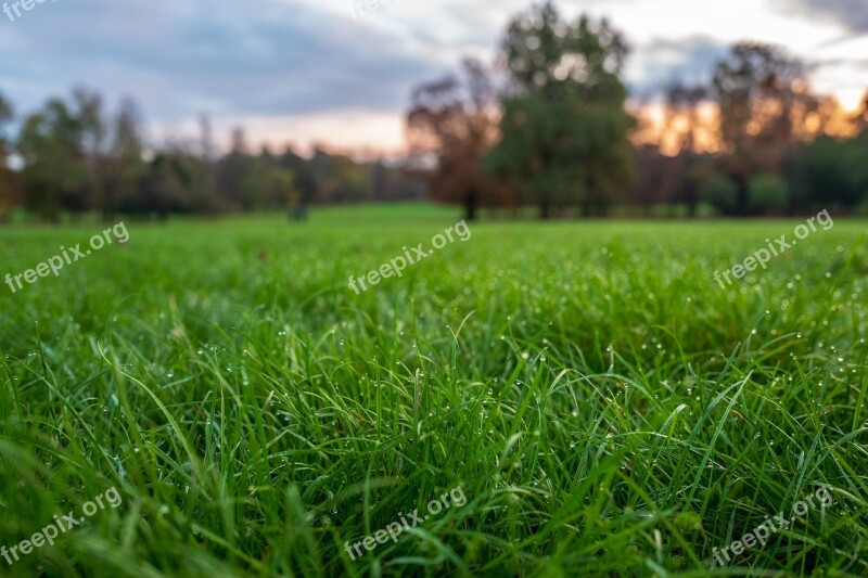 Prato Dew Nature Grass Green