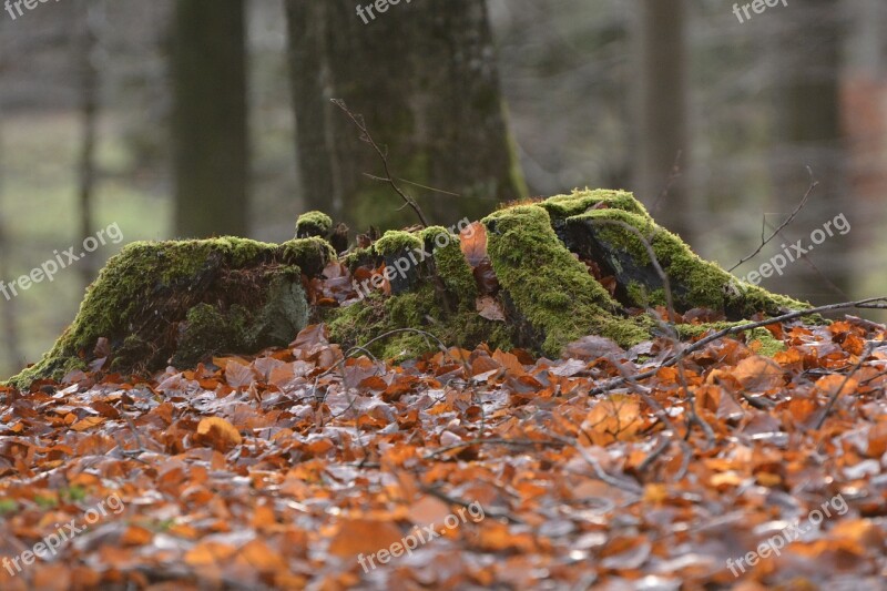 Natural Autumn Tree Stump Free Photos