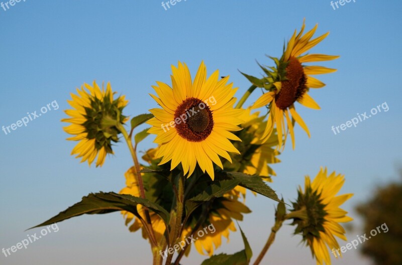 Sunflower Summer Flowers Yellow Nature