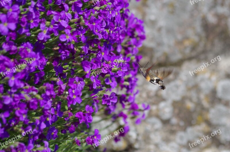 Hummingbird Hawk Moth Butterfly Insect Owls Nature