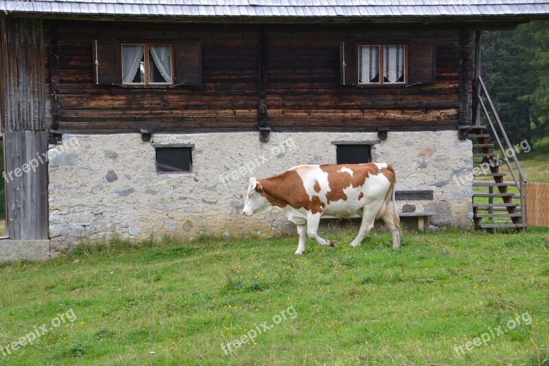 Alm Cow Pasture Beef Nature