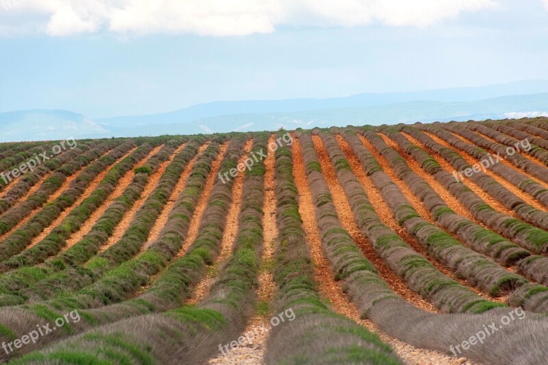 Valensole Lavender Field Barren Agriculture Landscape