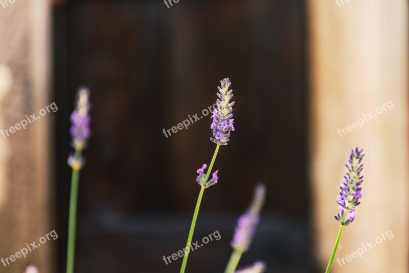 Lavender Garden Close Up Macro Purple