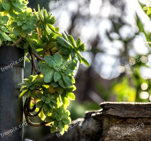 Garden Gardening Greenery Foliage Nature