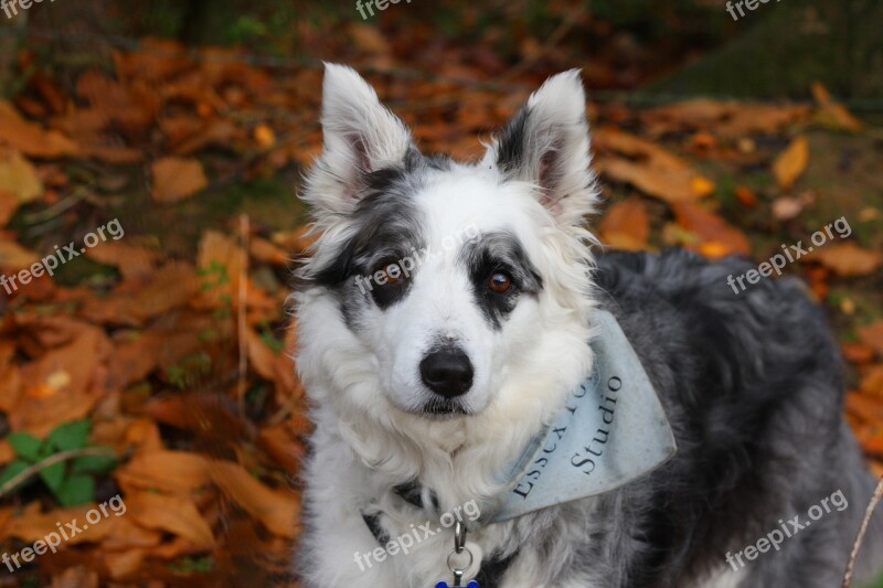 Border Collie Dog Collie Blue Merle Merle