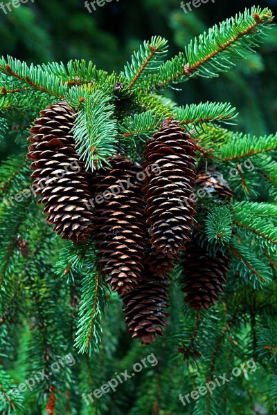 Cones Forest Twigs Nature Coniferous