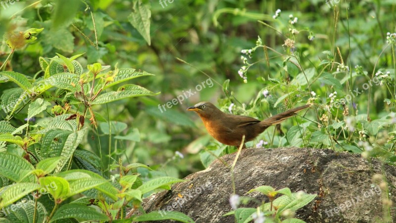 Wildlife Nature Tree Bird Outdoors