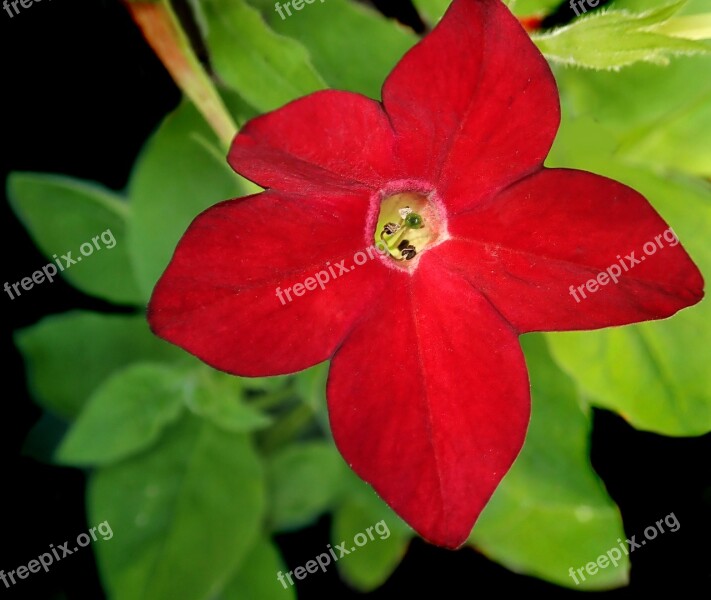 Flower Red Tobacco Garden Nature