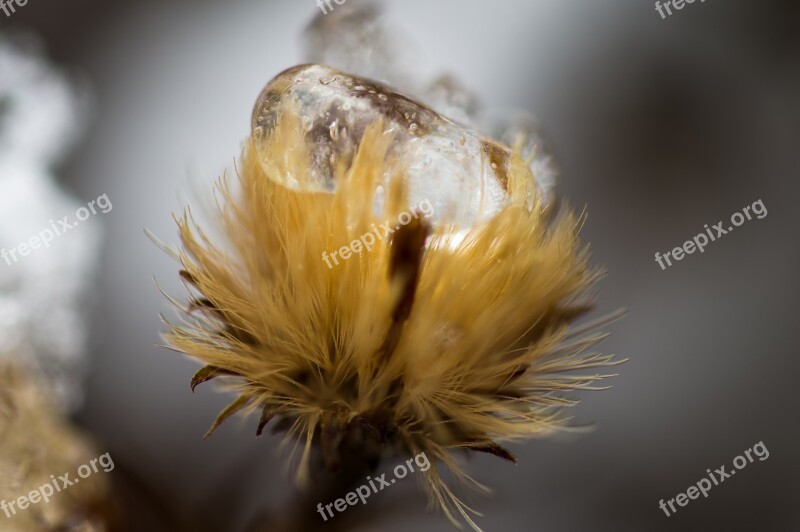 Winter Cold Plant Ice Drip