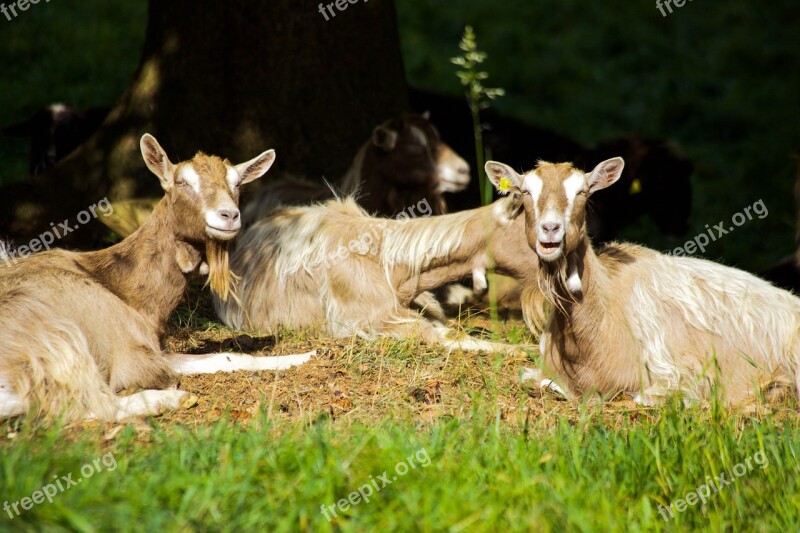 Goats Billy Goat Idyle In The Green Nature