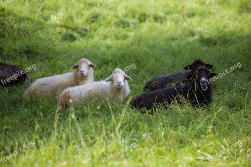 Black Sheep White Sheep Idyle In The Green Nature