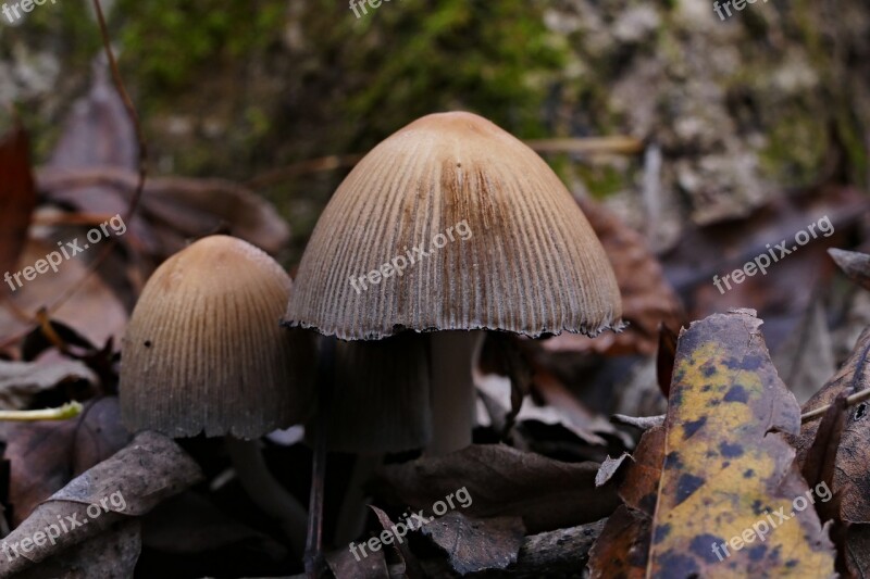 Wild Mushrooms Forest Nature Autumn Leaf