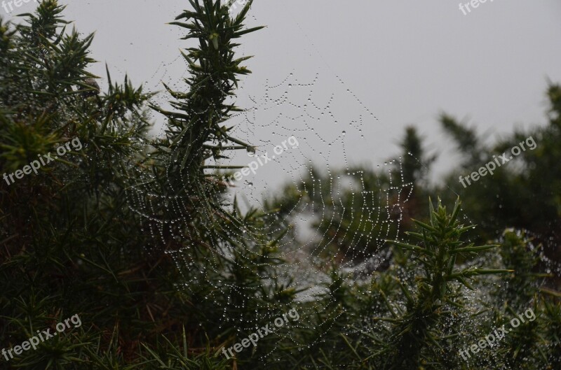 Cobweb Dew Drip Nature Water