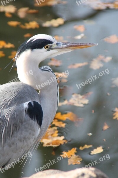 Grey Heron Heron Bird Nature Animal