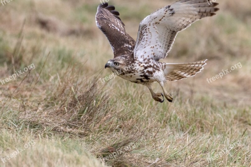 Red Tailed Hawk Bird Nature Wildlife Predator