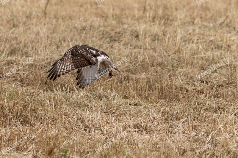 Red Tailed Hawk Bird Nature Wildlife Predator