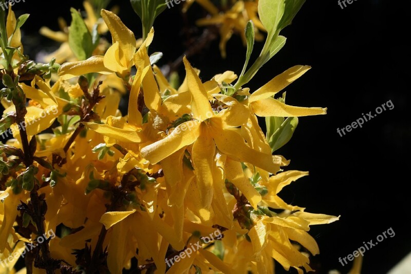 Broom Gorse Blossom Yellow Close Up Broom Shrub