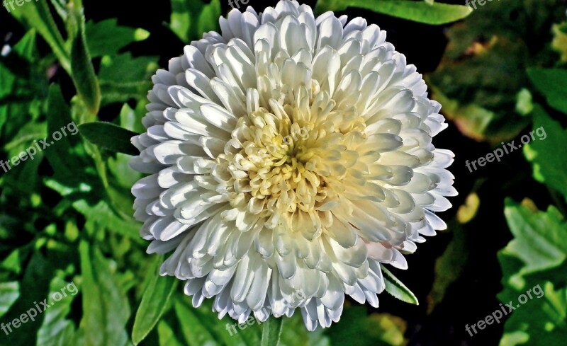 Aster Flower Garden Nature Closeup