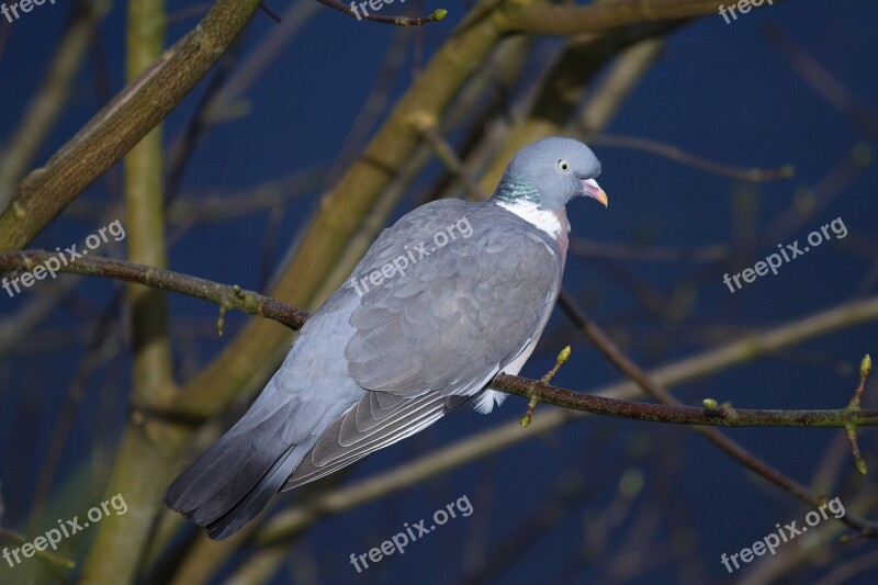 Pigeon Bird Animal Feathers Wings