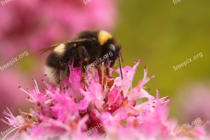 Bumble Bee Bumblebee Insect Nature