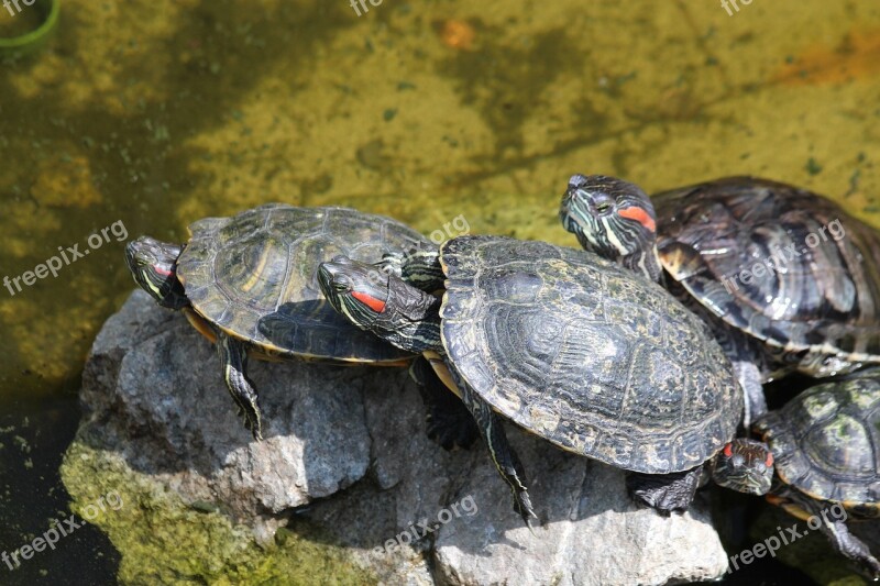 Turtle The Red-eared Terrapins Nature Animals Living Nature