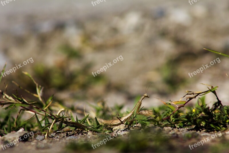 Insect Mantis Nature Antennas Predator