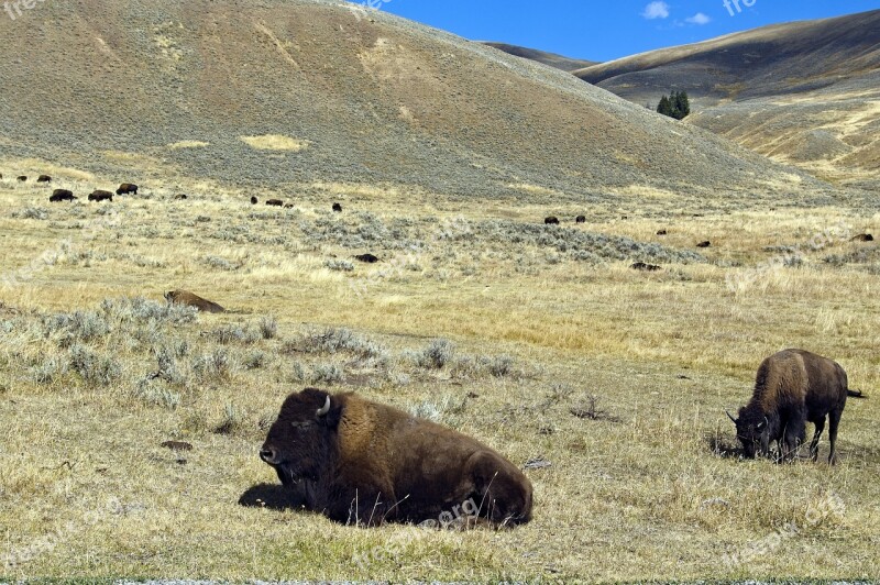 Lamar Valley Bison Bison Buffalo Yellowstone National