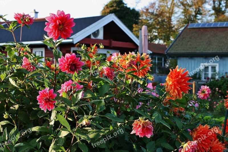 Flowers Garden Colorful Gardens Autumn Autumn Garden