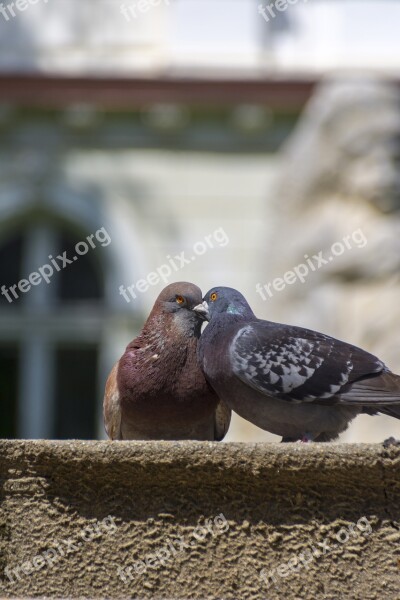 Doves Love Peace Harmony Free Photos