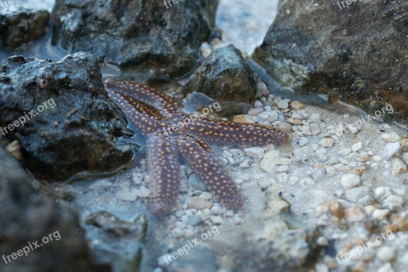 Sea Star Sea Ocean Free Photos