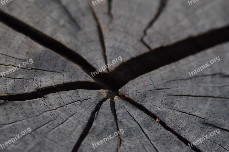 Wood Stump Texture Free Photos