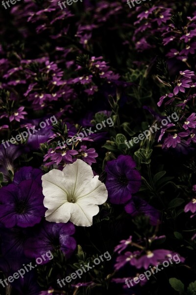 Flower Violet Purple White Alone