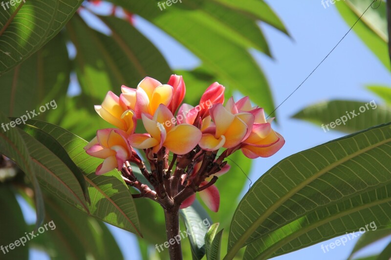 Taungyi Myanmar Burma Flower Free Photos