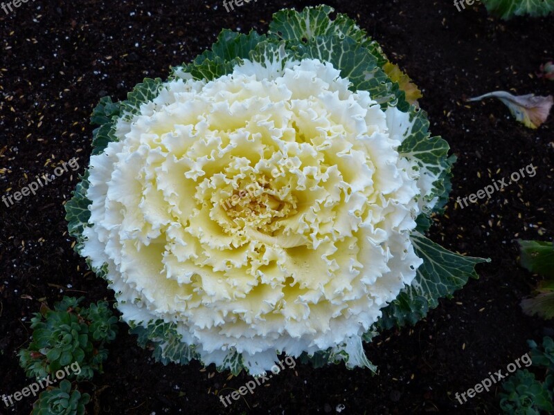 Cabbage Flower Vegetables Garden Plants