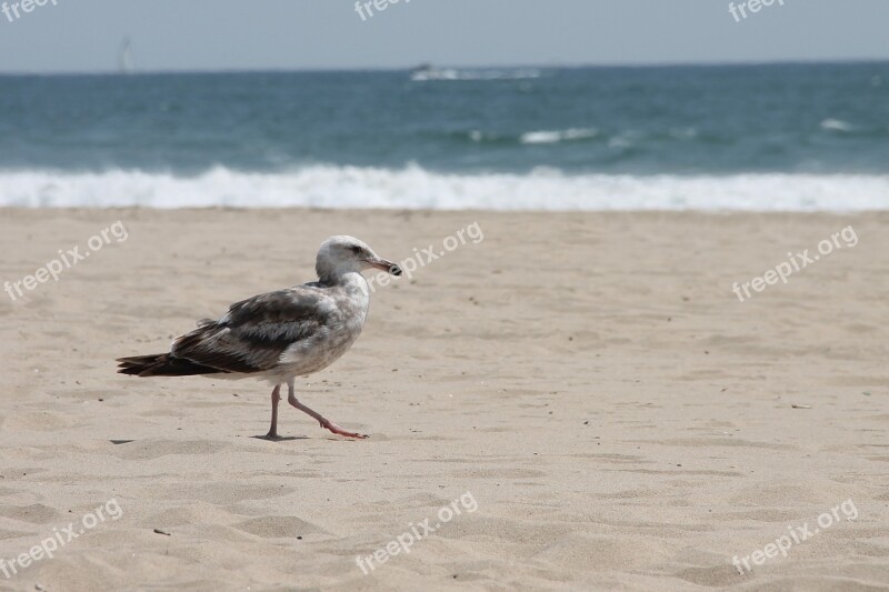 Seagull Sea Ocean Animal Bird