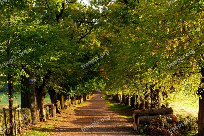 Avenue Autumn Forest Trees Landscape