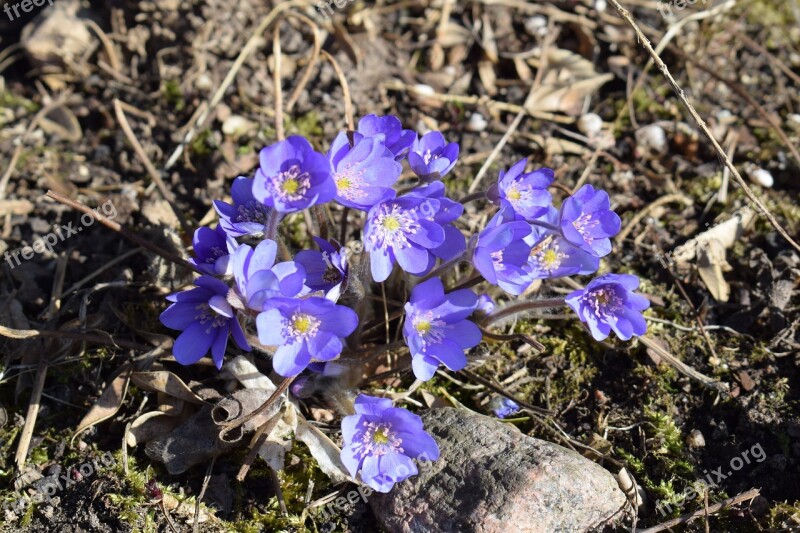 Flowers Violets Spring Flowering Garden