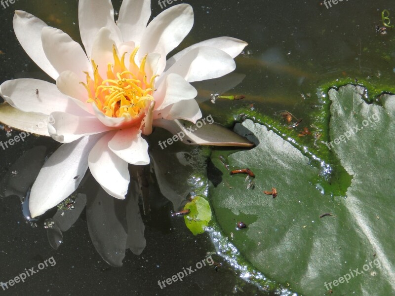 Water Lilies Flower Rosa Water Pond