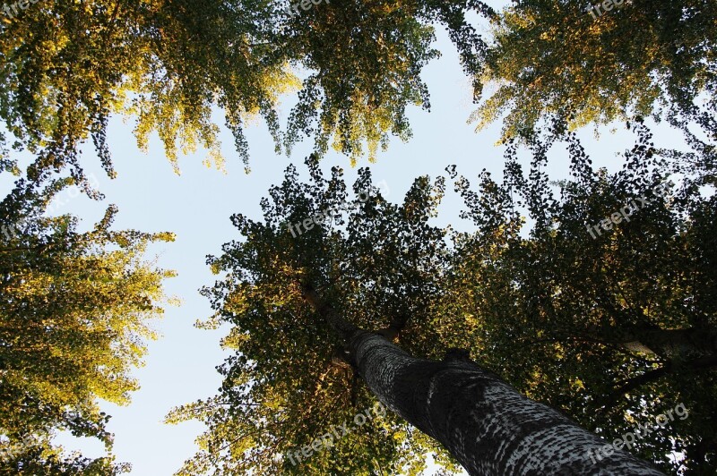 Shade Sky The Number Of Background The Leaves