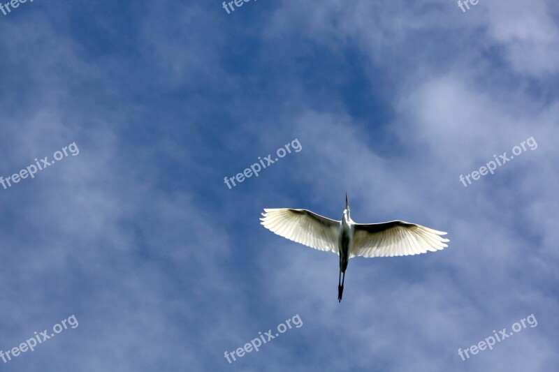 Bird Flying Nature Wing Animal World