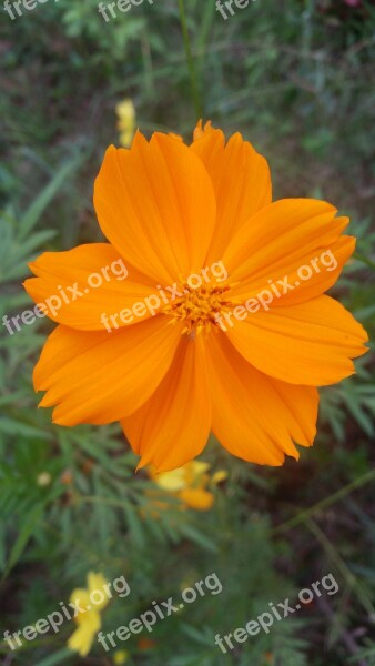 Flowers Thailand Starburst Yellow Flowers Beautiful Garden Yellow