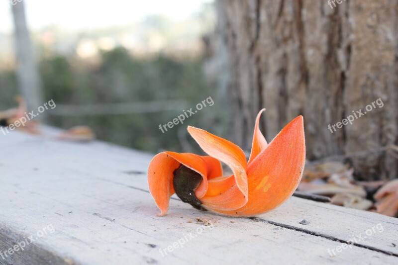 Flower Tree Nice Beautiful Orange