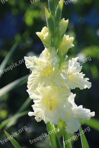 Gladiolus Flowers Garden Nature Garden Flowers