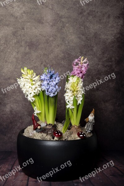 Christmas Julgrupp Hyacinths Gnomes Moss