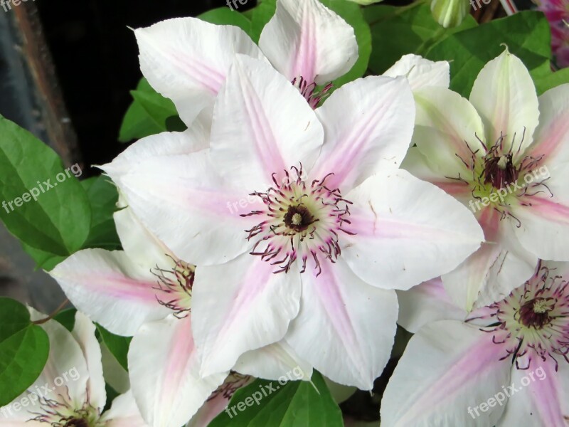 Clematis Renonculacée Flower White Purple