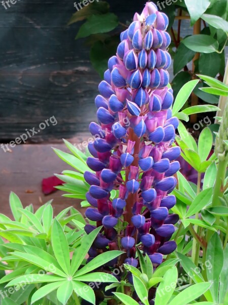 Lupine Lupinus Fabaceae Purple Flower