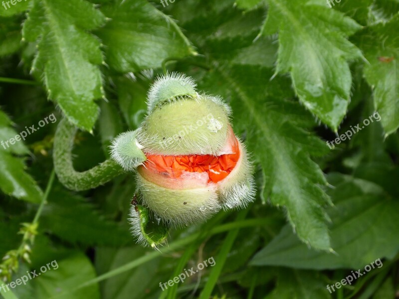 Poppy Flower Red Bud Poppy Blossom