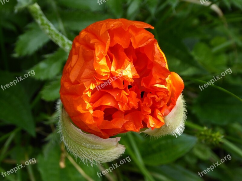 Poppy Flower Red Bud Poppy Blossom