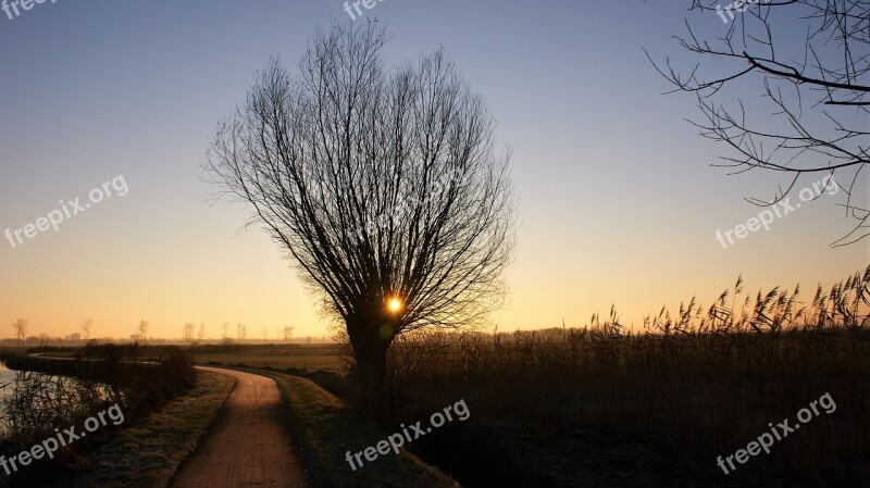 Willow Sunrise Winter Tree Cold