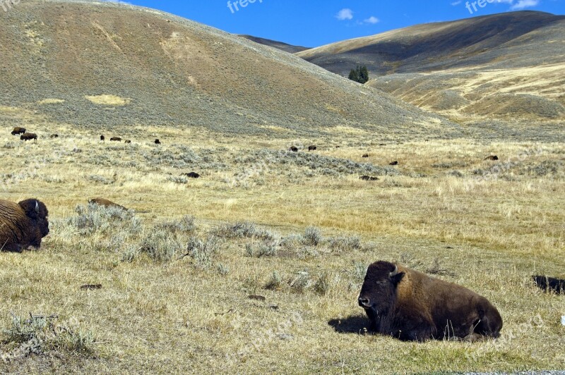 Lamar Valley Buffalo Bison Buffalo Yellowstone National